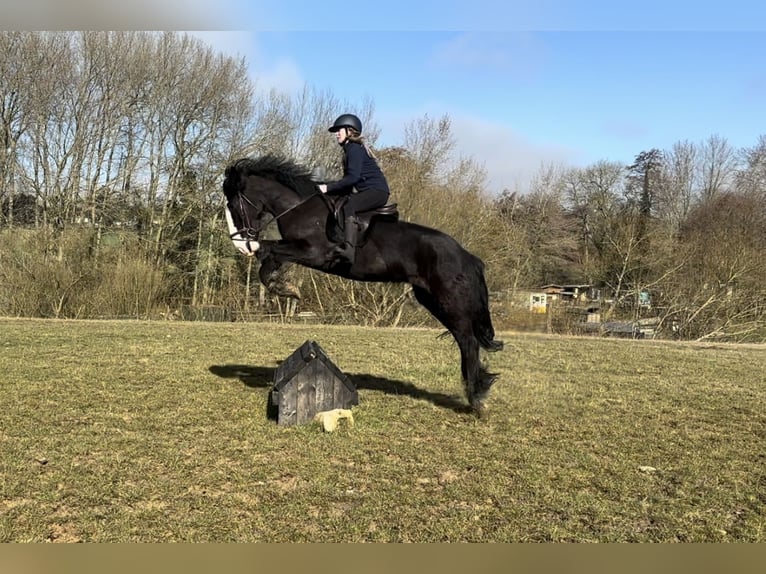 Cob Gelding 5 years 15,1 hh Black in Essex