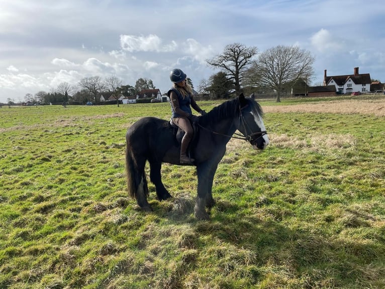 Cob Gelding 5 years 15,1 hh Black in Essex
