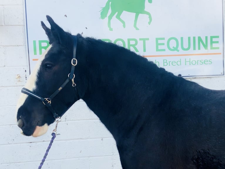 Cob Gelding 5 years 15,1 hh Black in Mountrath