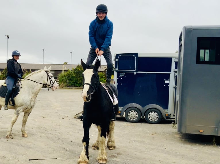 Cob Gelding 5 years 15,1 hh Black in Mountrath