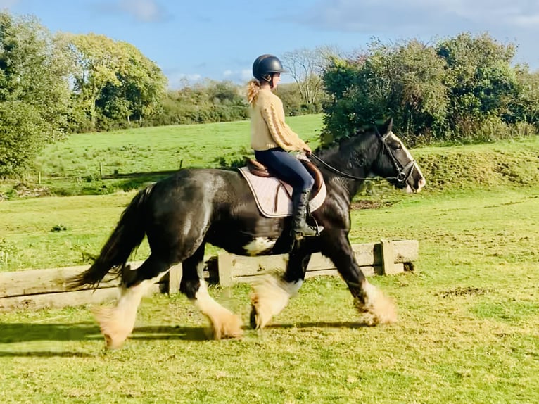 Cob Gelding 5 years 15,1 hh Black in Mountrath