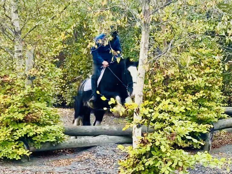 Cob Gelding 5 years 15,1 hh Black in Mountrath