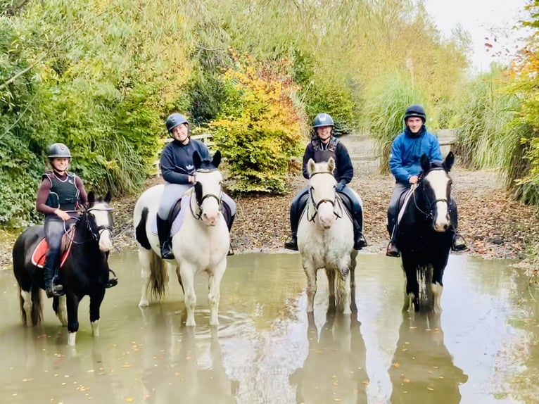 Cob Gelding 5 years 15,1 hh Black in Mountrath