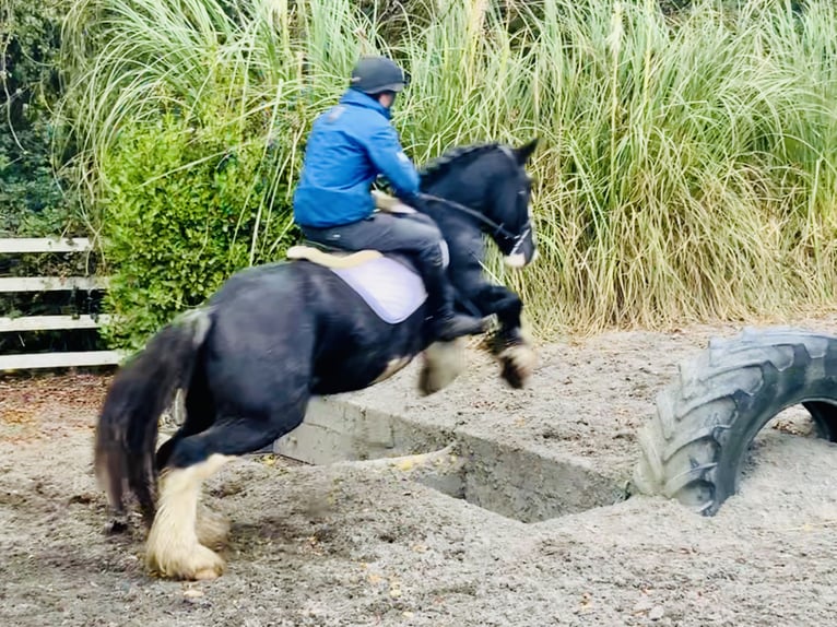 Cob Gelding 5 years 15,1 hh Black in Mountrath