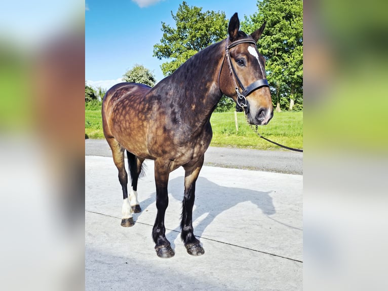 Cob Mix Gelding 5 years 15.2 hh Bay-Dark in Galway