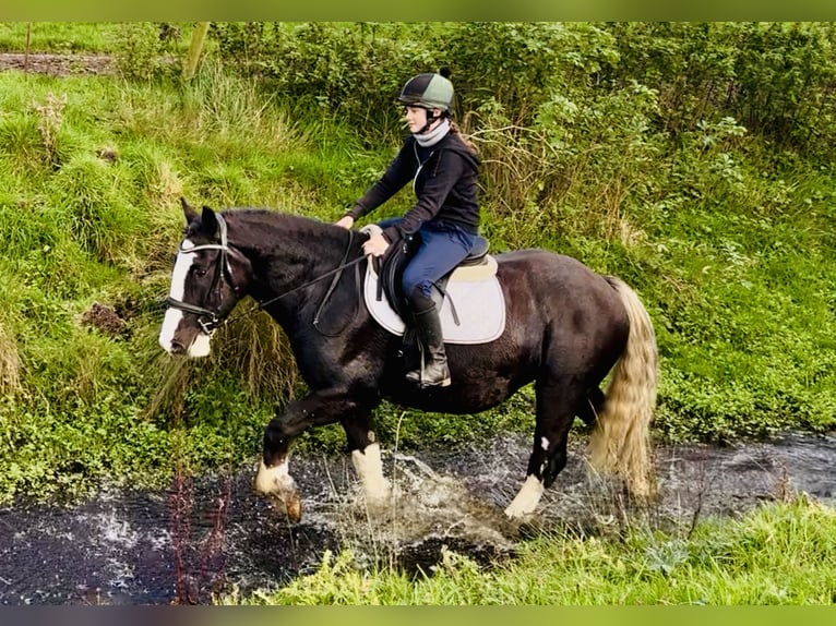 Cob Gelding 5 years 15.3 hh Black in Mountrath