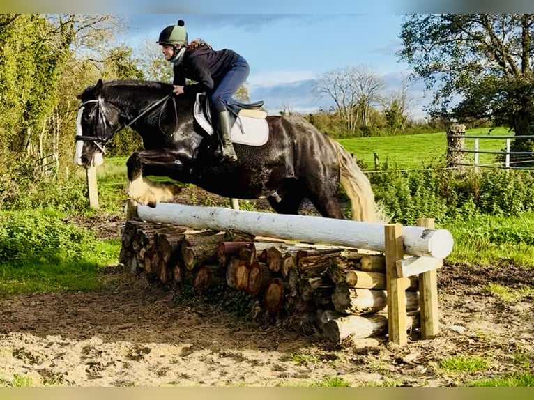 Cob Gelding 5 years 15.3 hh Black in Mountrath