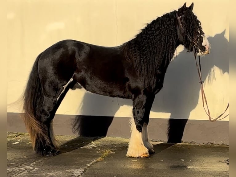 Cob Gelding 5 years 15 hh Black in Down