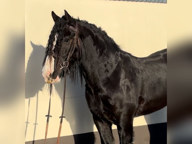 Cob Gelding 5 years 15 hh Black in Down