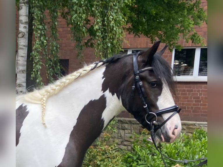 Cob Gelding 5 years 15 hh Pinto in Hopsten