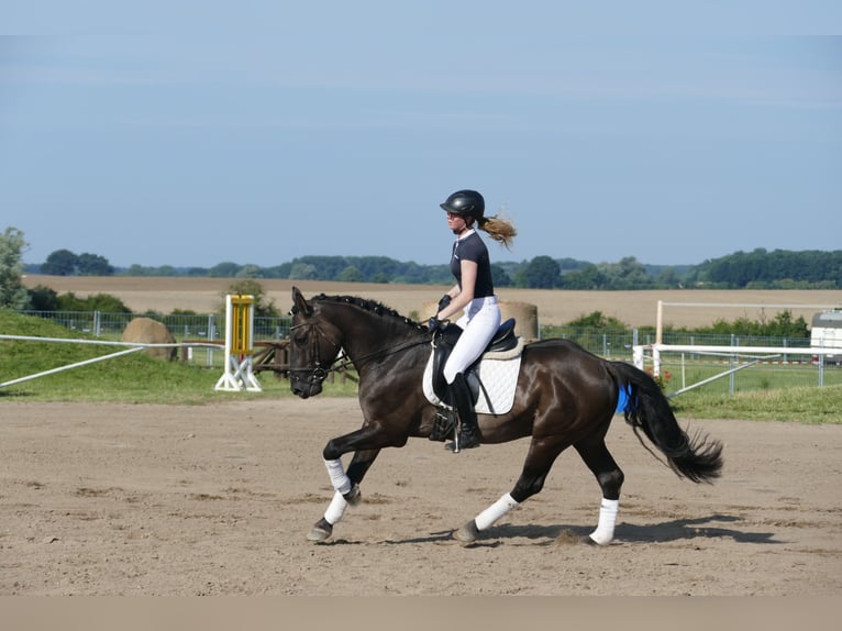 Cob Gelding 5 years 15,1 hh Black in Ganschow