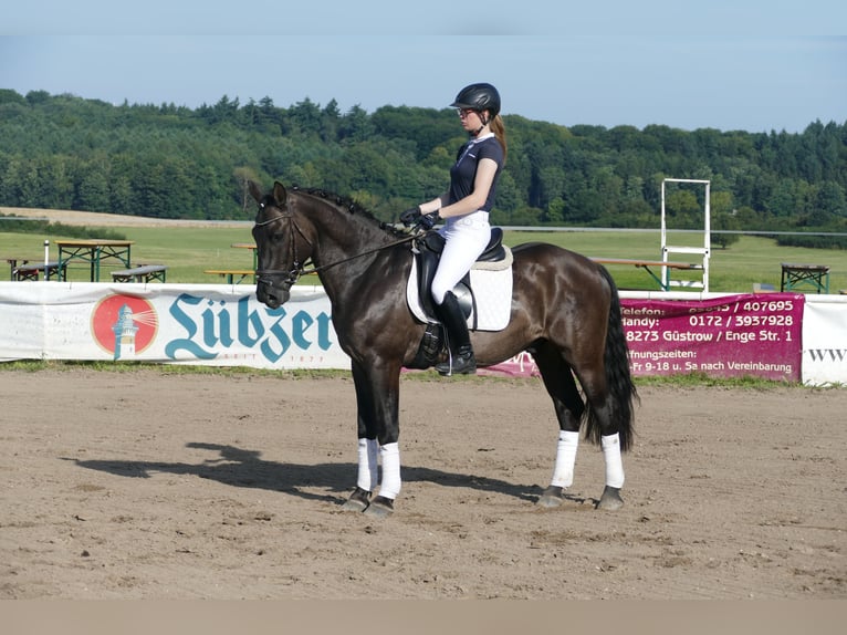 Cob Gelding 5 years 15,1 hh Black in Ganschow