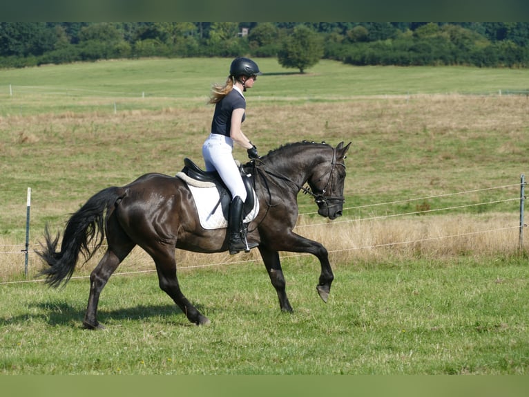 Cob Gelding 5 years 15,1 hh Black in Ganschow