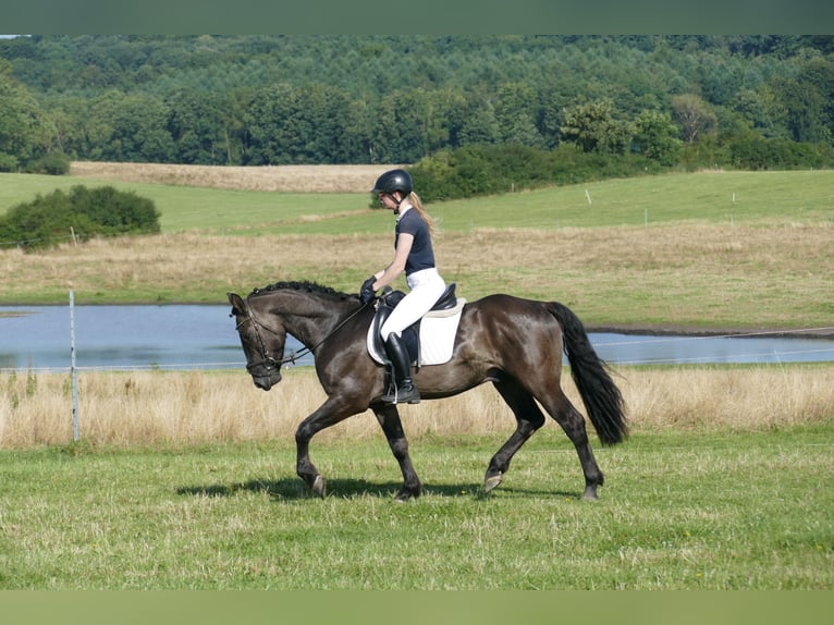 Cob Gelding 5 years 15,1 hh Black in Ganschow