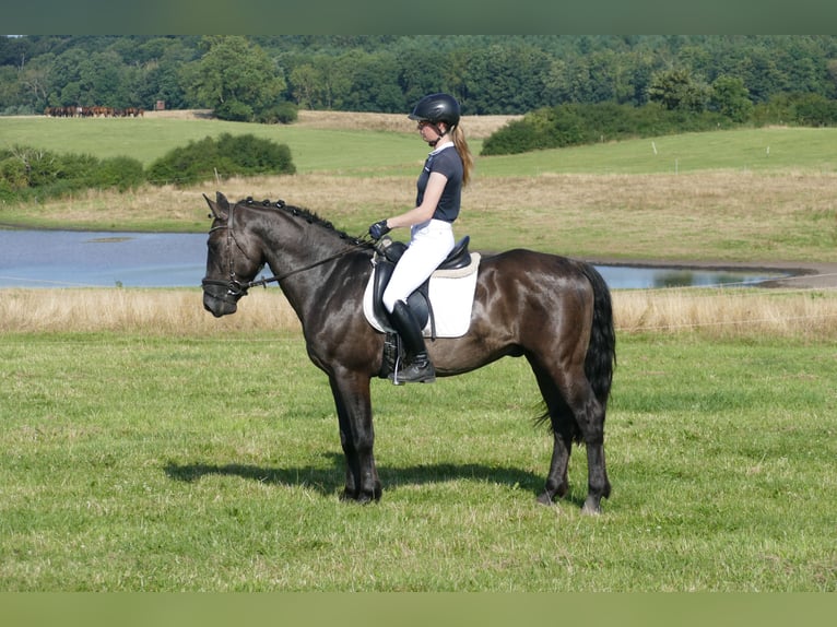 Cob Gelding 5 years 15,1 hh Black in Ganschow