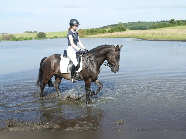 Cob Gelding 5 years 15,1 hh Black in Ganschow