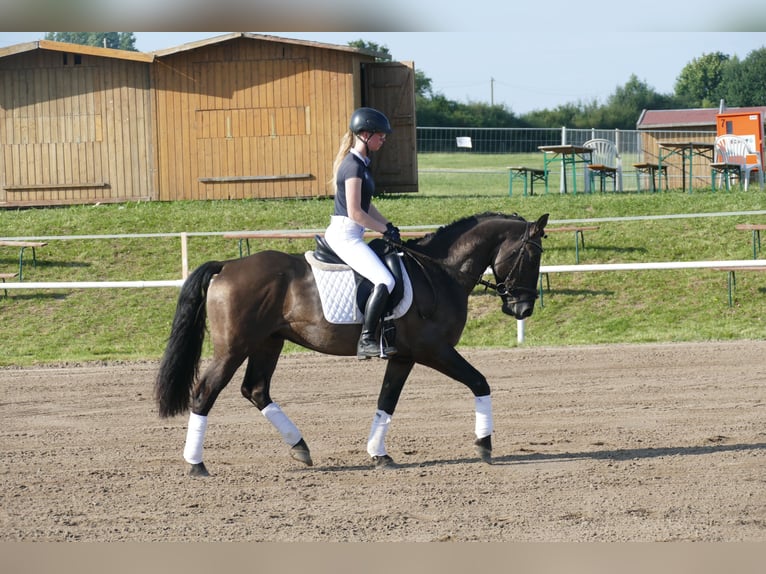 Cob Gelding 5 years 15,1 hh Black in Ganschow
