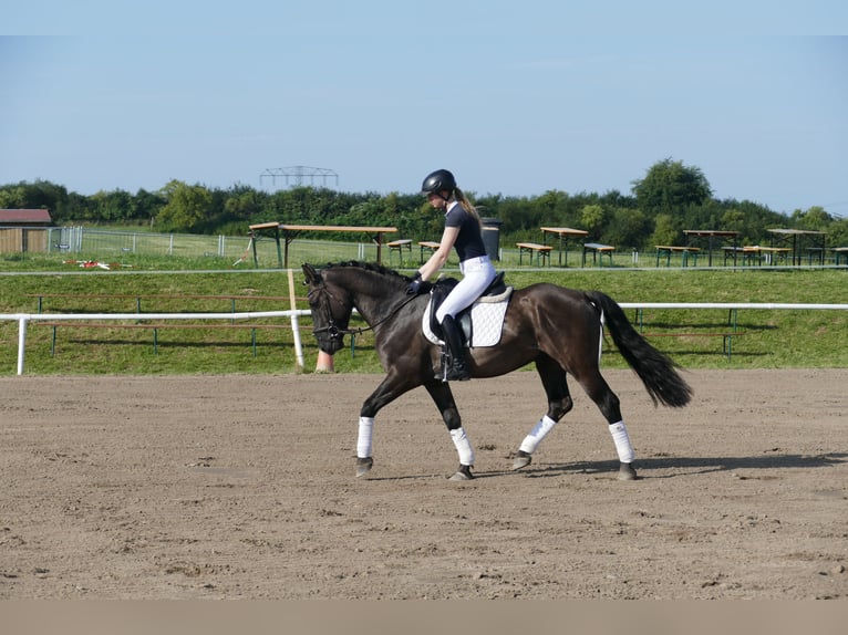 Cob Gelding 5 years 15,1 hh Black in Ganschow