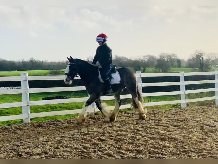 Cob Gelding 5 years 15,1 hh Dun in Mountrath