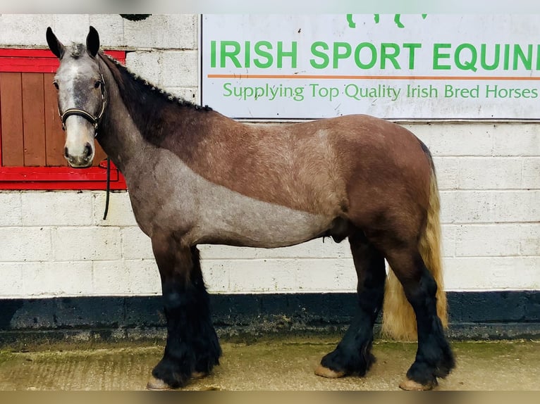 Cob Gelding 5 years 15,2 hh Roan-Blue in Mountrath