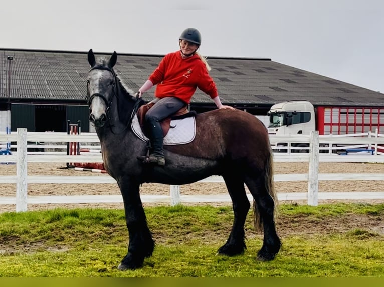 Cob Gelding 5 years 15,2 hh Roan-Blue in Mountrath