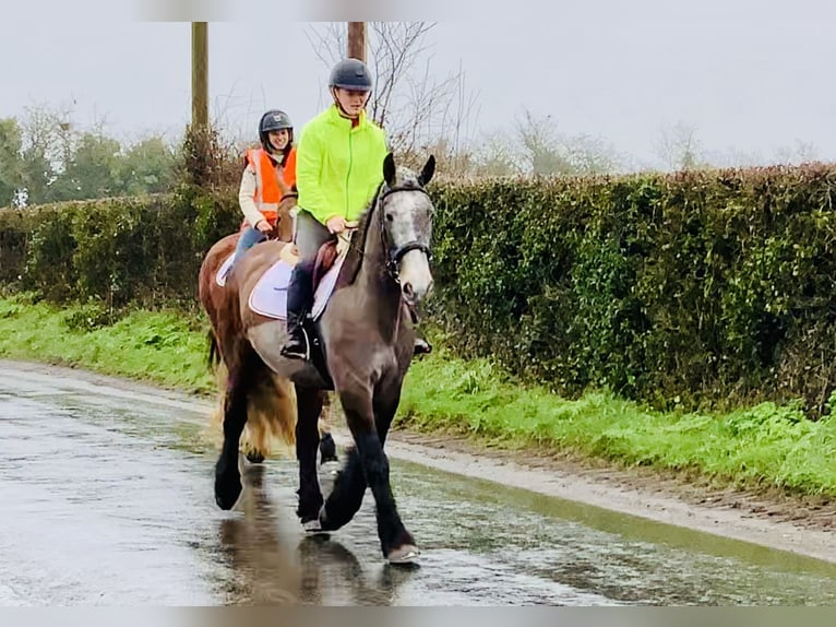 Cob Gelding 5 years 15,2 hh Roan-Blue in Mountrath
