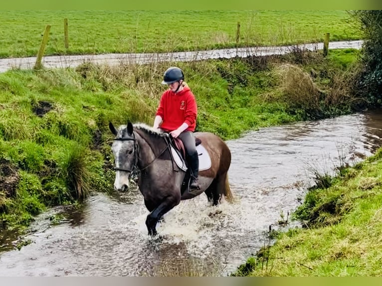 Cob Gelding 5 years 15,2 hh Roan-Blue in Mountrath