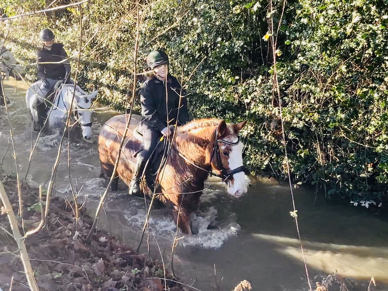 Cob Gelding 5 years 15,2 hh Roan-Red in Mountrath