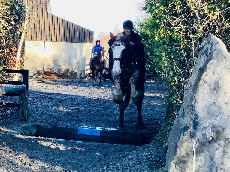 Cob Gelding 5 years 15,2 hh Roan-Red in Mountrath