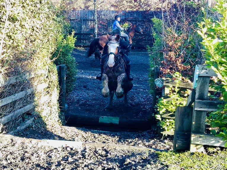 Cob Gelding 5 years 15,2 hh Roan-Red in Mountrath