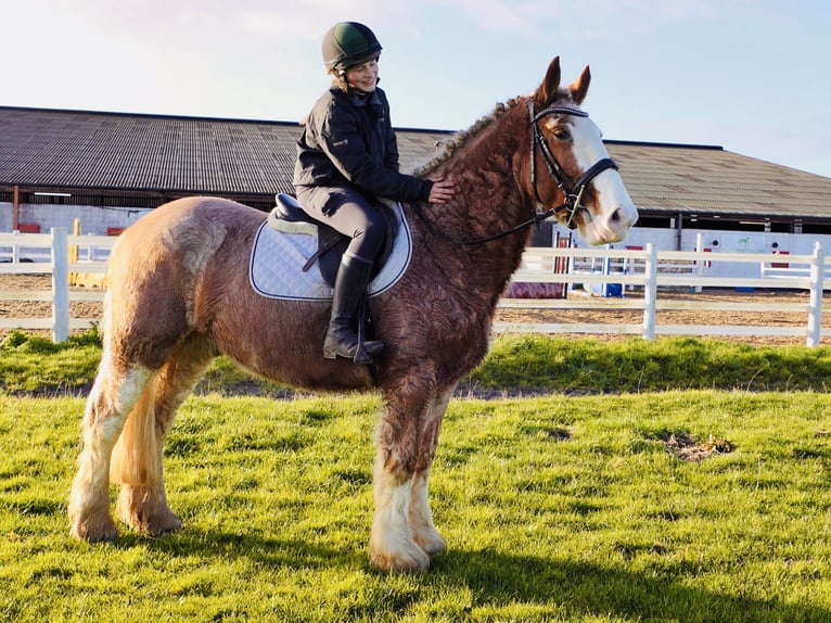 Cob Gelding 5 years 15,2 hh Roan-Red in Mountrath