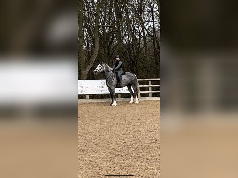 Cob Mix Gelding 5 years 17 hh Gray in Manchester