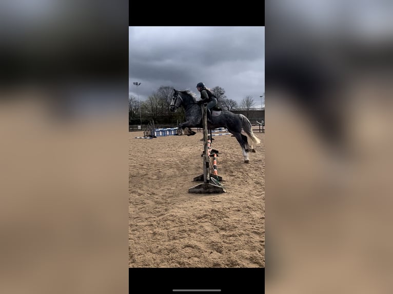 Cob Mix Gelding 5 years 17 hh Gray in Manchester