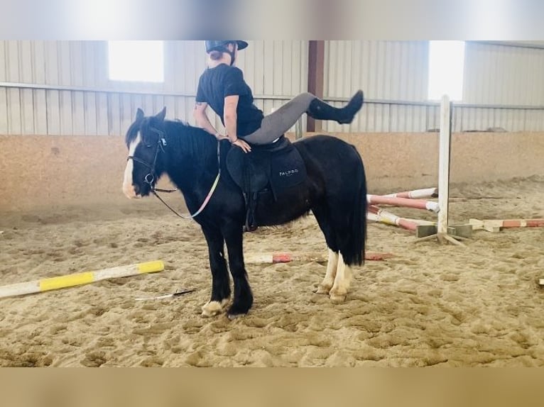 Cob Gelding 6 years 12,2 hh Black in ligo