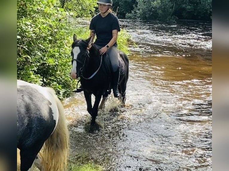 Cob Gelding 6 years 12,2 hh Black in ligo