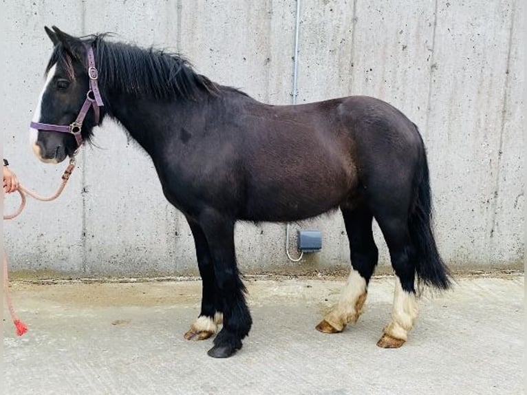 Cob Gelding 6 years 12,2 hh Black in ligo