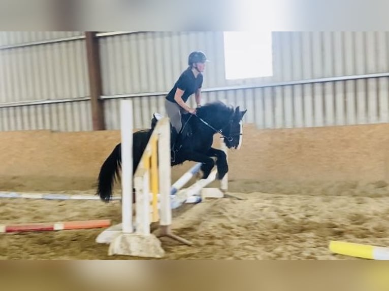 Cob Gelding 6 years 12,2 hh Black in ligo