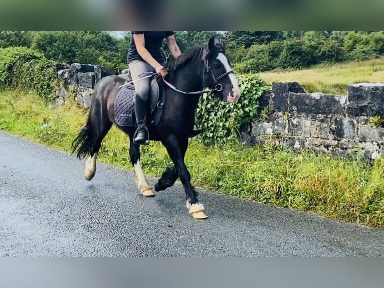 Cob Gelding 6 years 12,2 hh Black in ligo