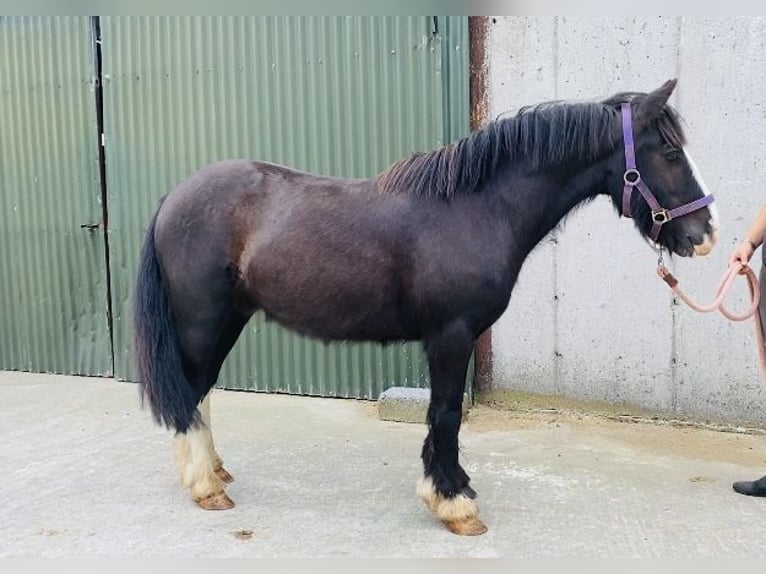 Cob Gelding 6 years 12,2 hh Black in ligo