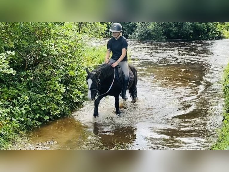 Cob Gelding 6 years 12,2 hh Black in ligo