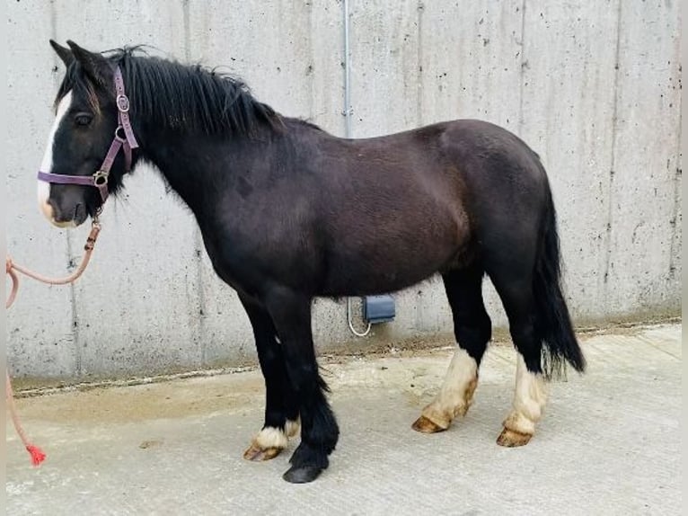 Cob Gelding 6 years 12,2 hh Black in ligo