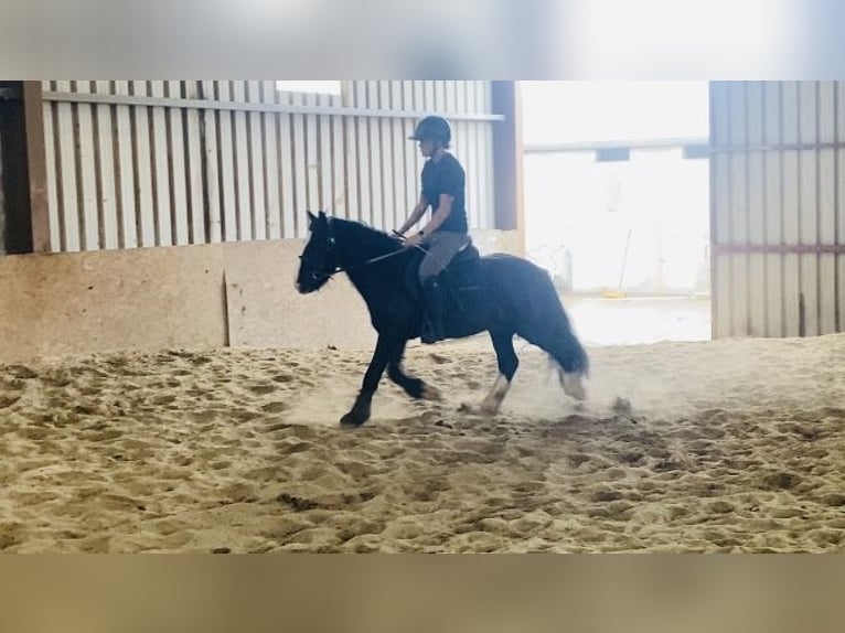 Cob Gelding 6 years 12,2 hh Black in ligo