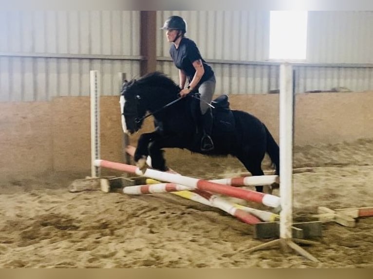 Cob Gelding 6 years 12,2 hh Black in ligo