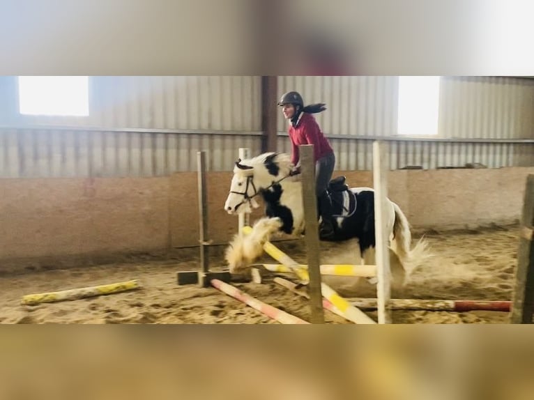 Cob Gelding 6 years 12,2 hh Pinto in Sligo