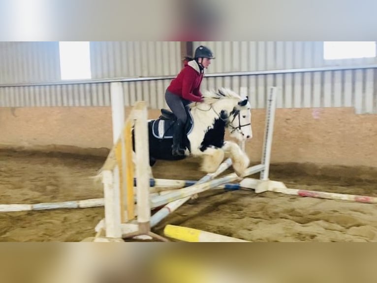 Cob Gelding 6 years 12,2 hh Pinto in Sligo