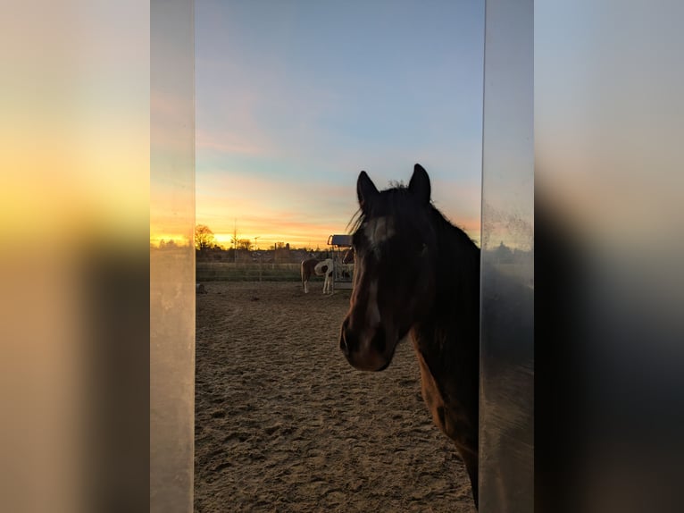 Cob Mix Gelding 6 years 12,2 hh Brown in Oberhaching