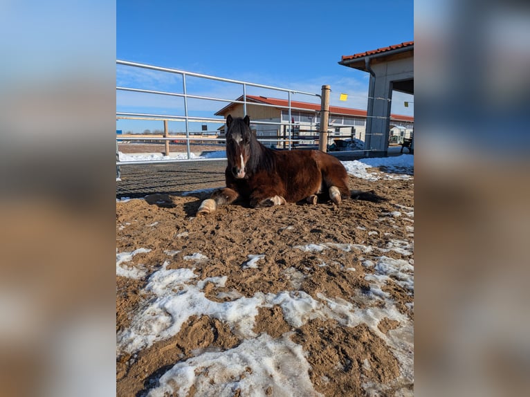 Cob Mix Gelding 6 years 12,2 hh Brown in Oberhaching