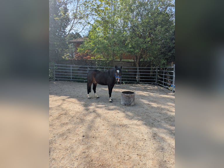 Cob Mix Gelding 6 years 12,2 hh Brown in Oberhaching