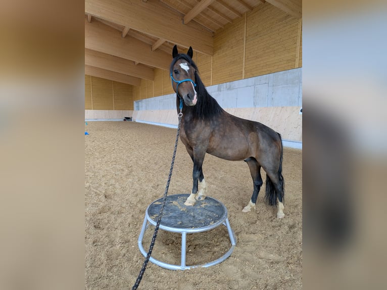 Cob Mix Gelding 6 years 12,2 hh Brown in Oberhaching