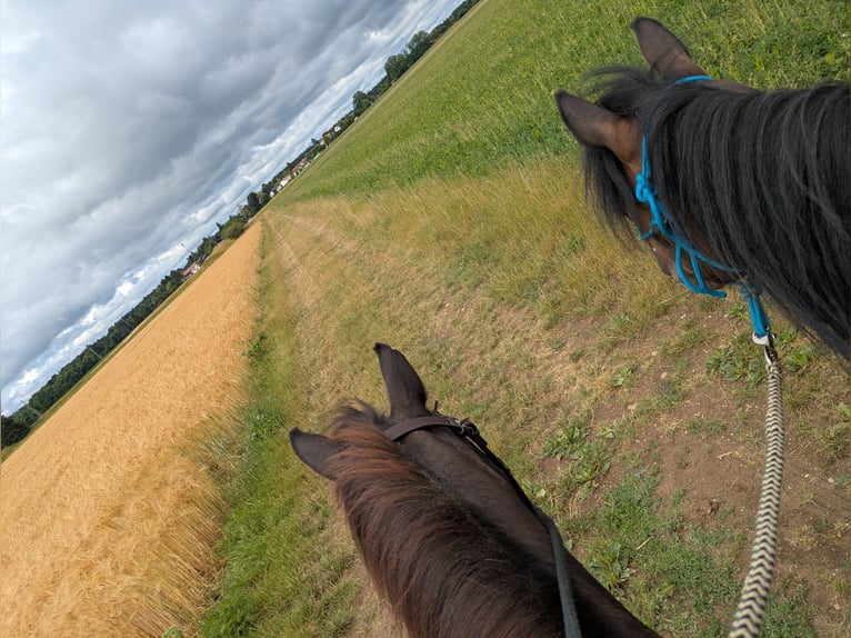 Cob Mix Gelding 6 years 12,2 hh Brown in Oberhaching